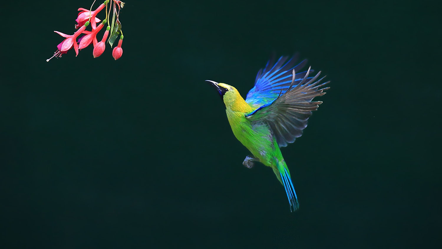 飞扬的小红鸟-Scratch敏捷游戏