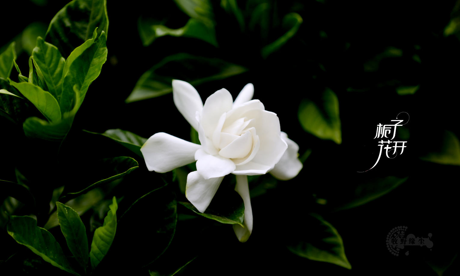 栀子花-Scratch画笔艺术