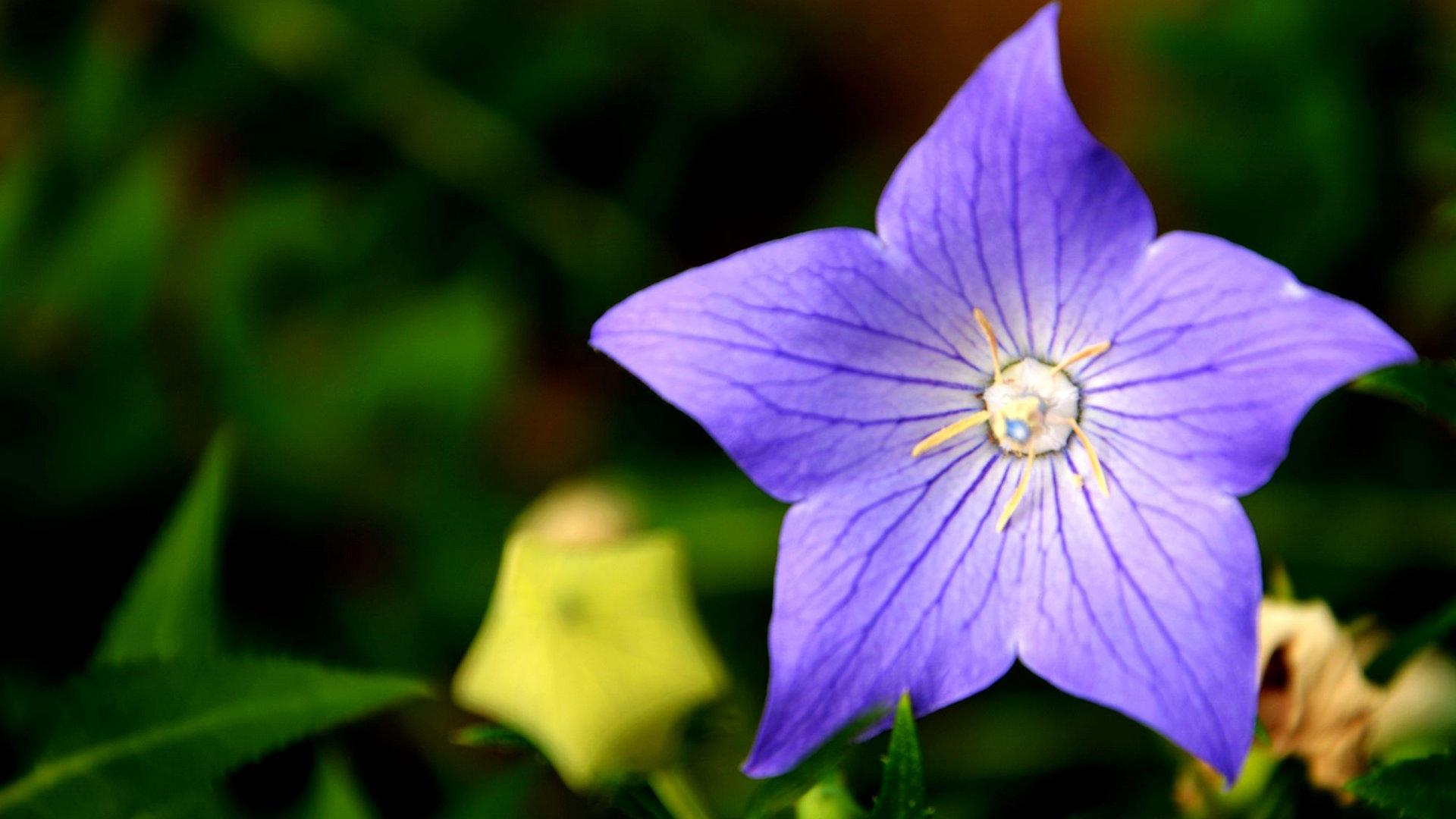 炫彩花舞-Scratch画笔艺术