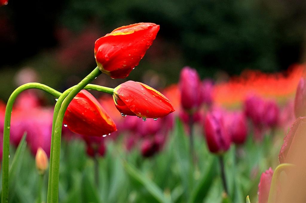 花开满园-Scratch画笔艺术