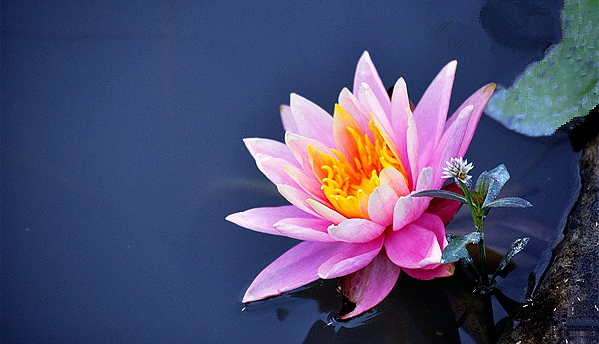 莲花-第10届蓝桥杯Scratch真题