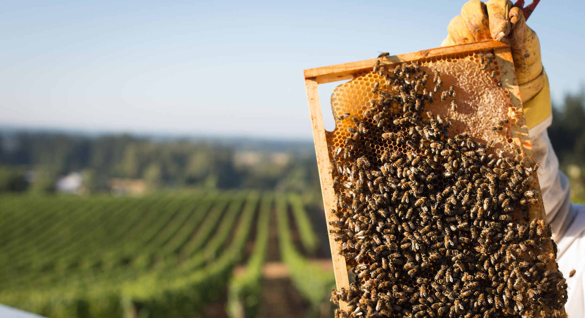 蜂巢-Scratch画笔艺术