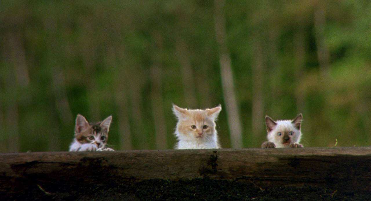 Find the cat-Scratch捉迷藏创意游戏